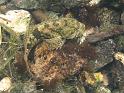 Bennett Springs 032